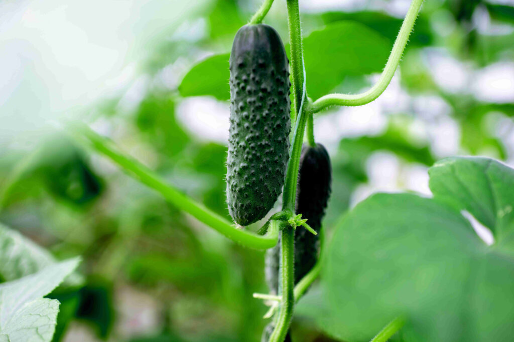 Foliar feeding of cucumbers
