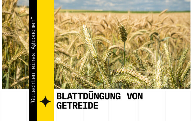 Blattdüngung von Getreide