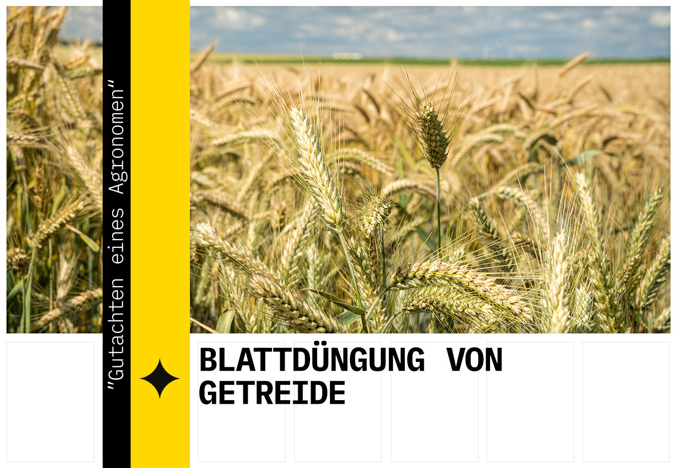 Blattdüngung von Getreide