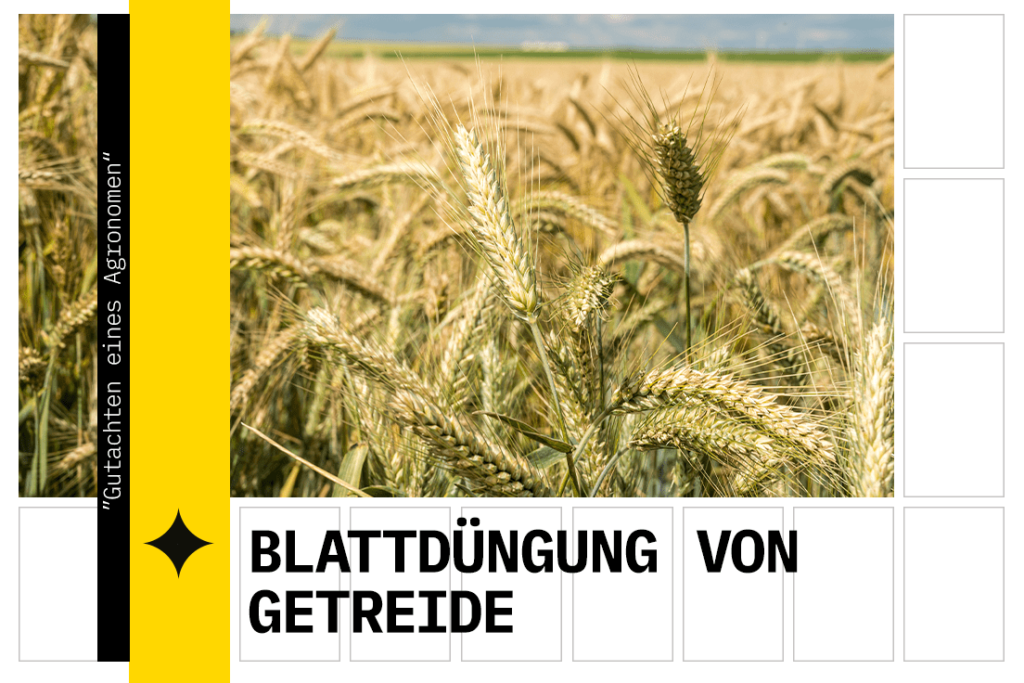 Blattdüngung von Getreide