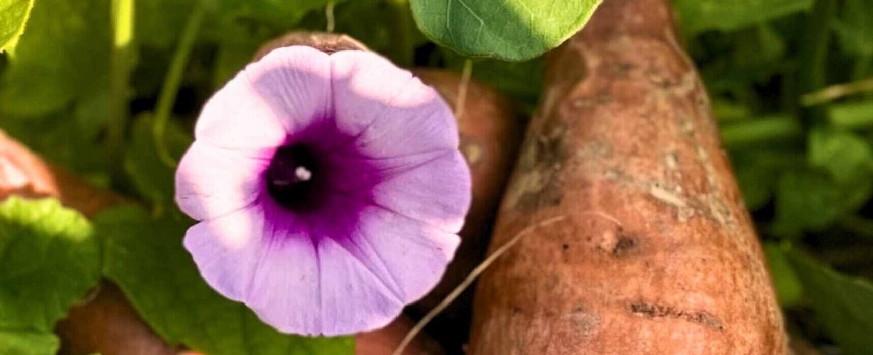 Sweet potato budding