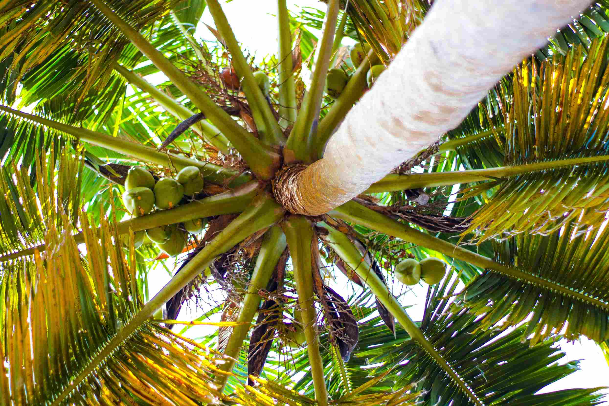 coconut palm