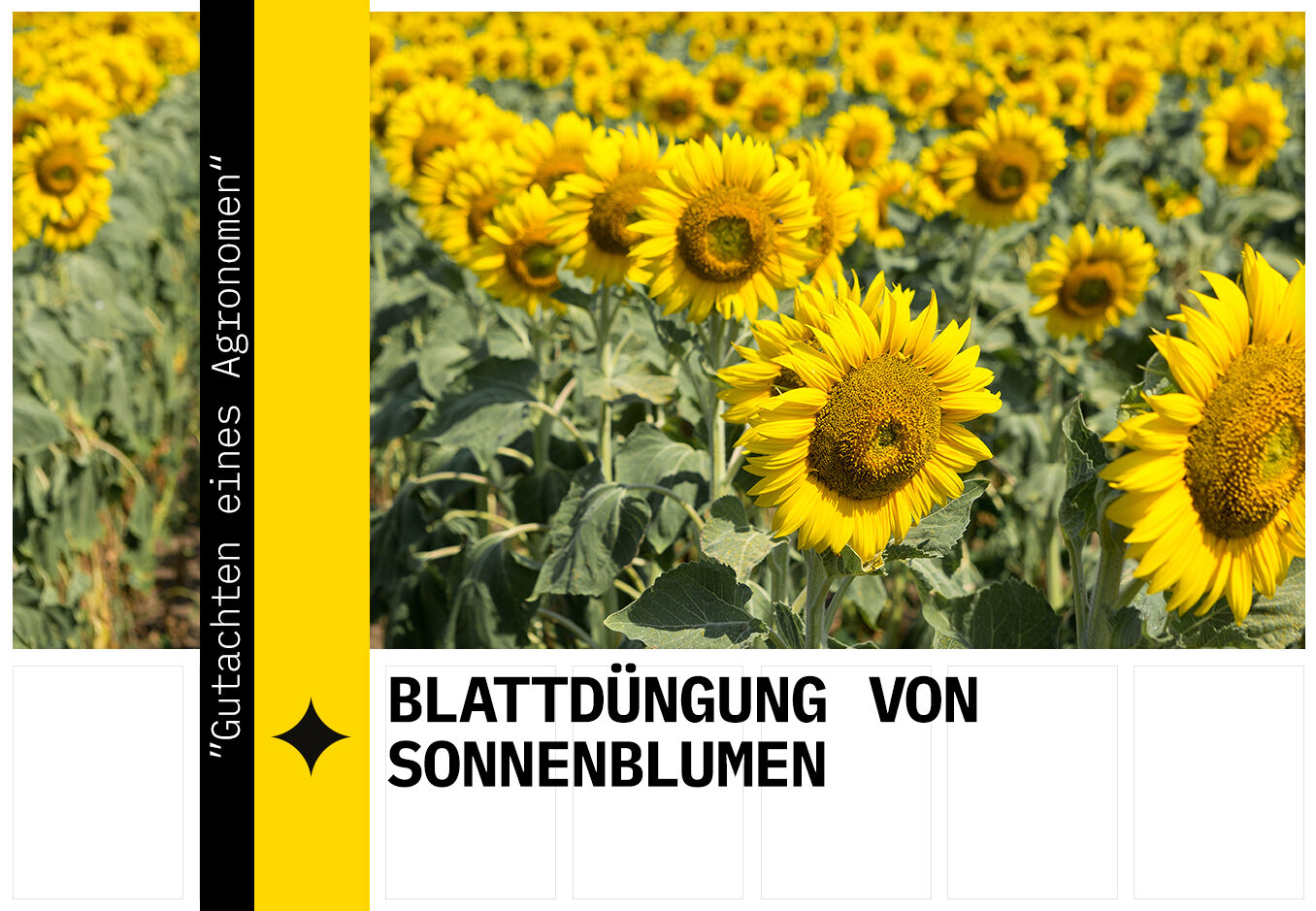 Blattdüngung von Sonnenblumen