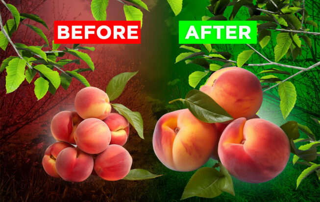 The Secret to Jumbo Fruits