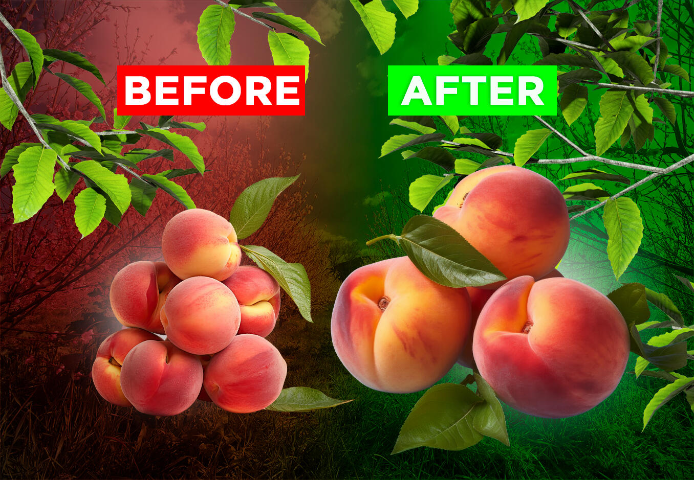 The Secret to Jumbo Fruits