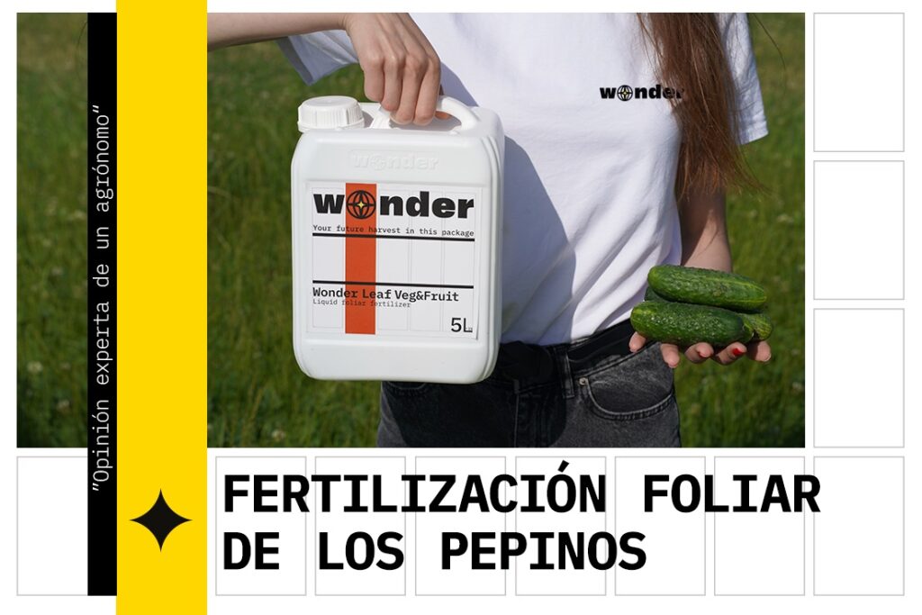 Fertilización foliar de los pepinos