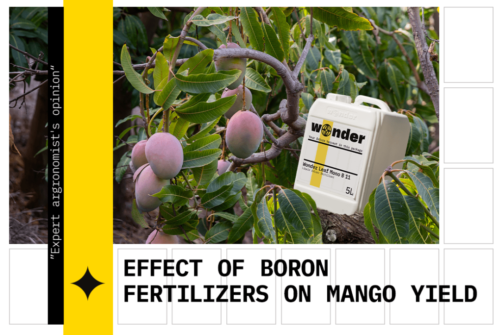 The importance of boron fertilizers