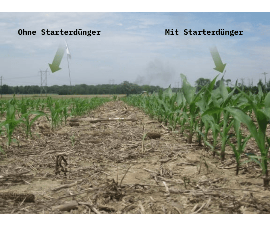 Vergleich der Wirkung von Starterdüngern