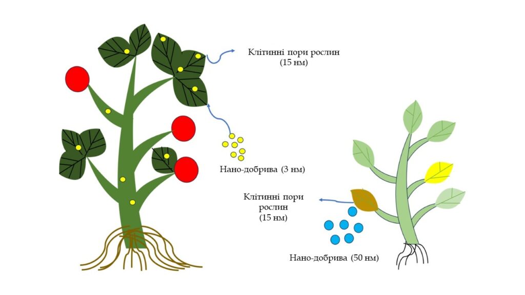 Вплив розміру нанодобрив на клітинні пори рослин