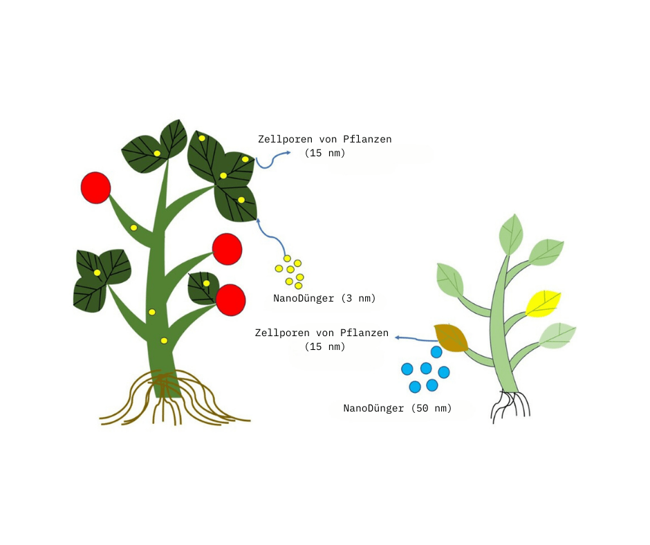 Einfluss der Größe von Nano-Düngemitteln auf die Zellporen von Pflanzen