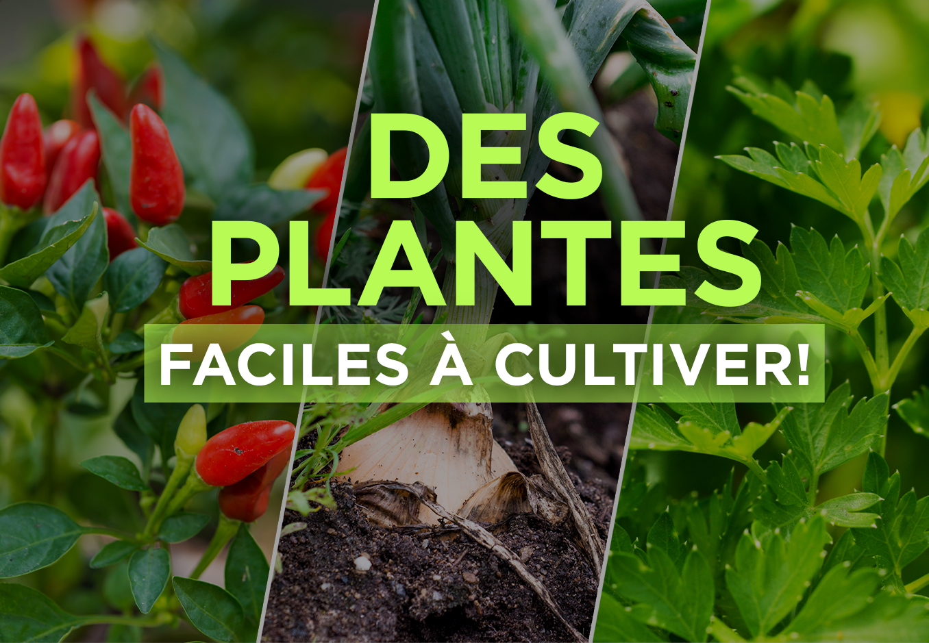 plantes à cultiver chez soi