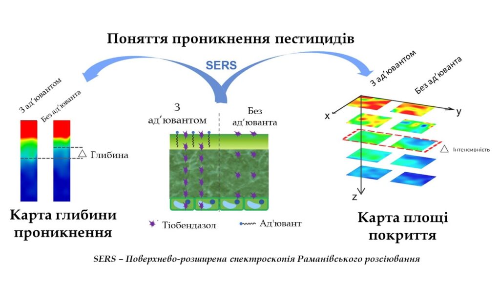 Малюнок 3. Візуалізація проникнення фунгіциду на основі тіобендазолу з та без ад’юванту.