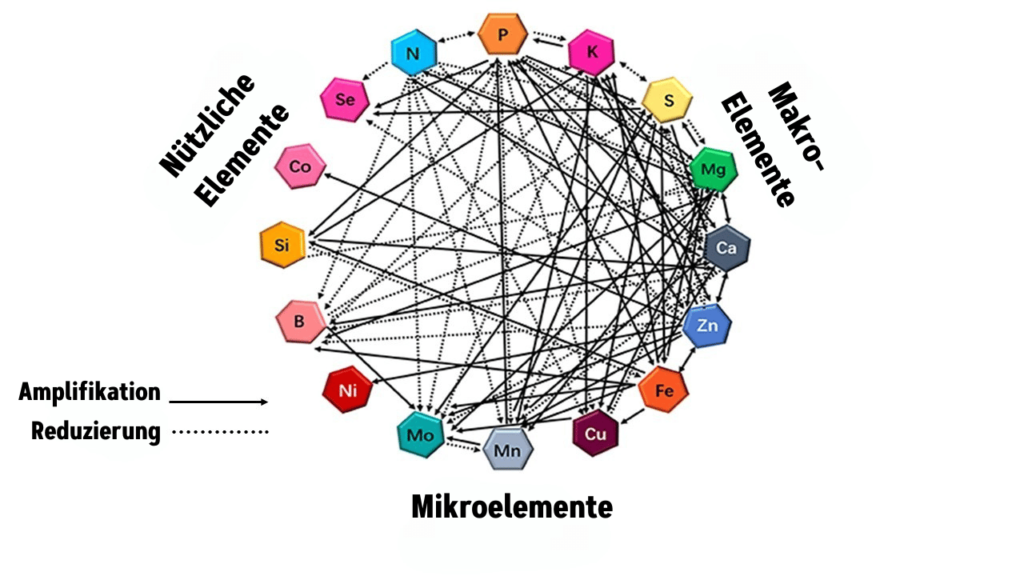 Wechselwirkungen zwischen Makro- und Mikronährstoffen