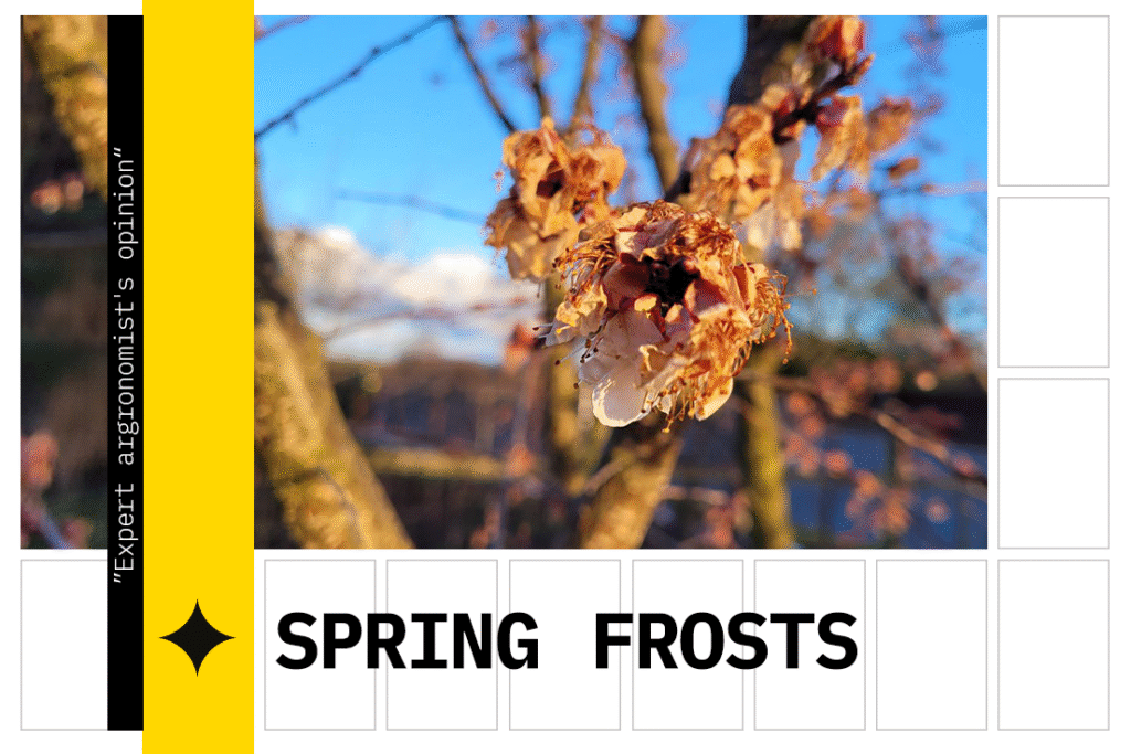 Spring Frosts