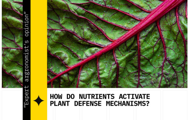 nutrient availability