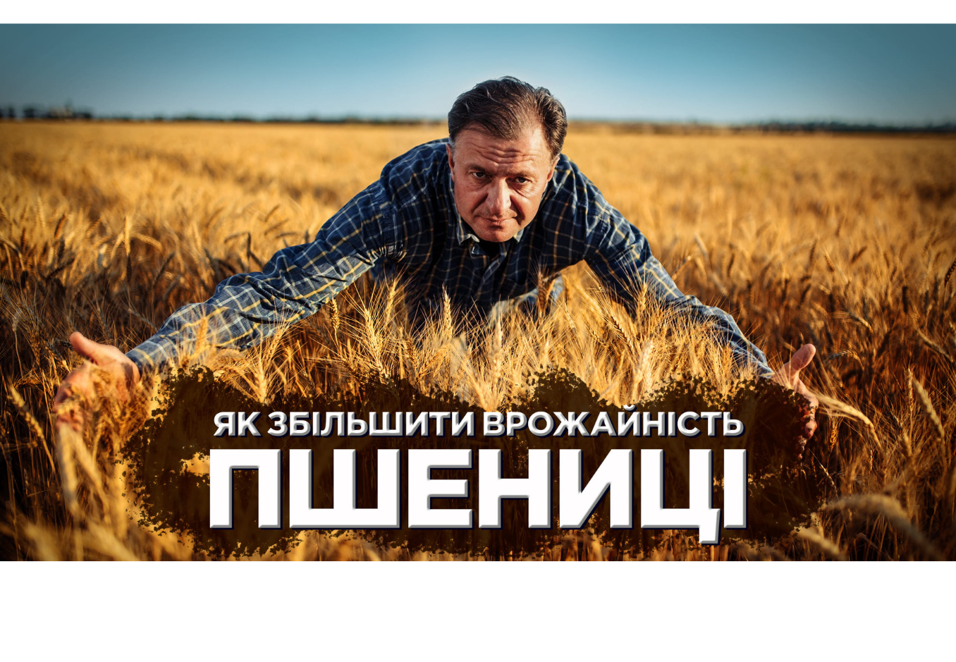 врожайність пшениці