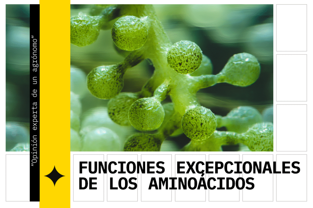 aminoácidos