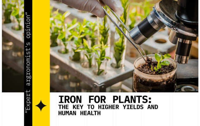 foliar application of iron