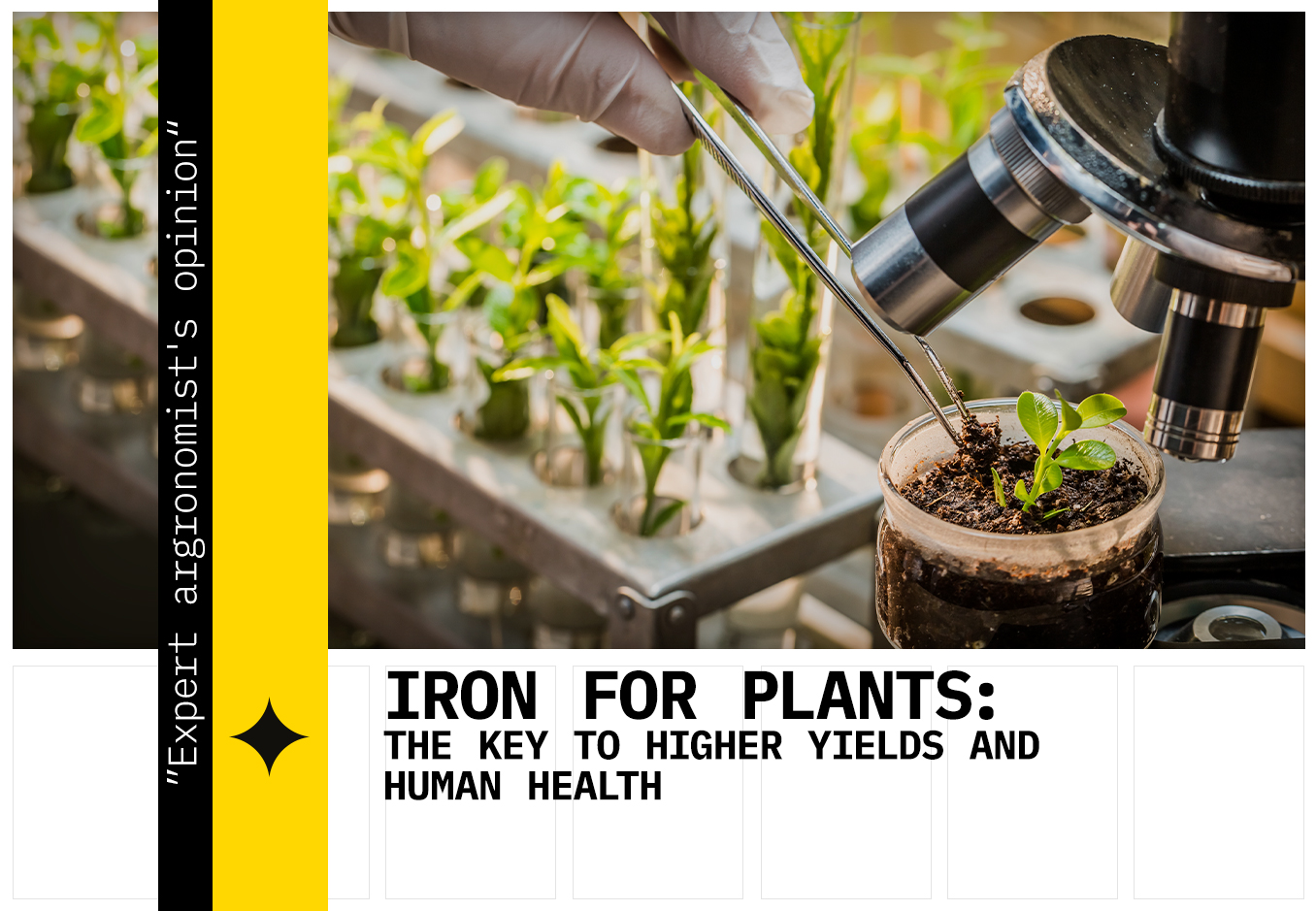 foliar application of iron