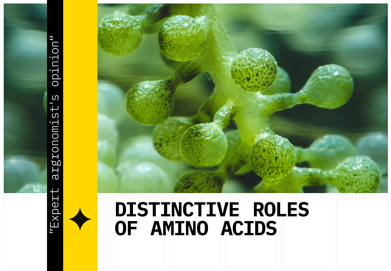 amino acids