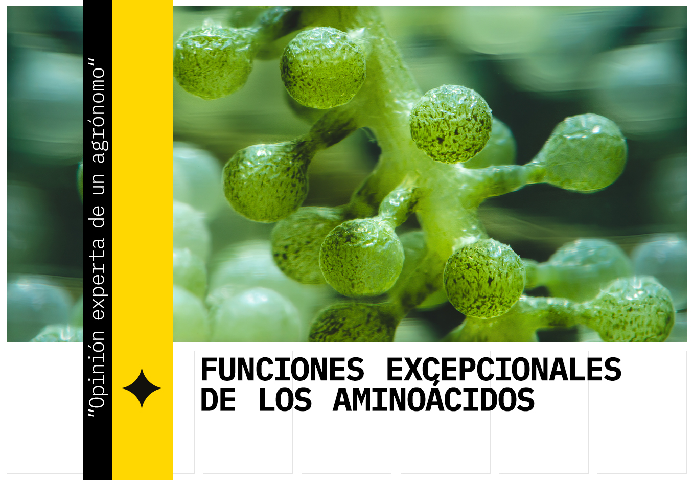 aminoácidos