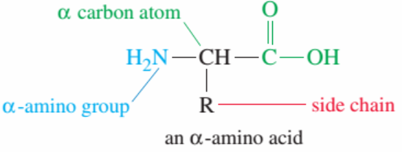 amino acids