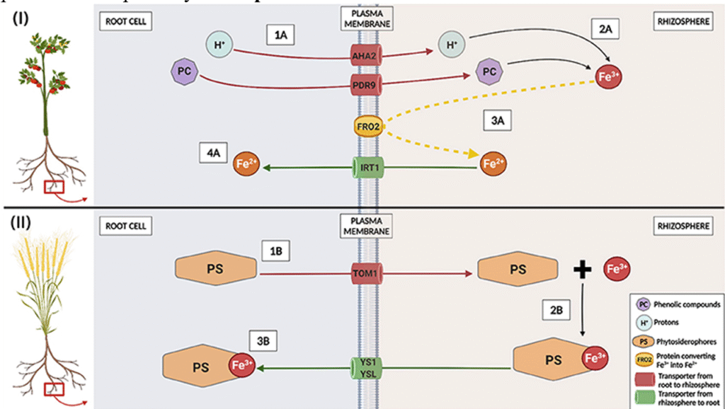 biofortification