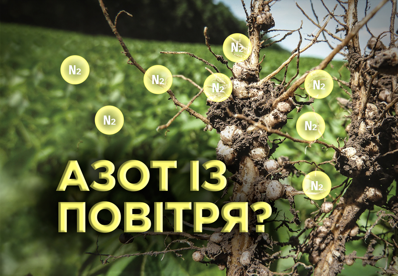 Бульбочкові бактерії