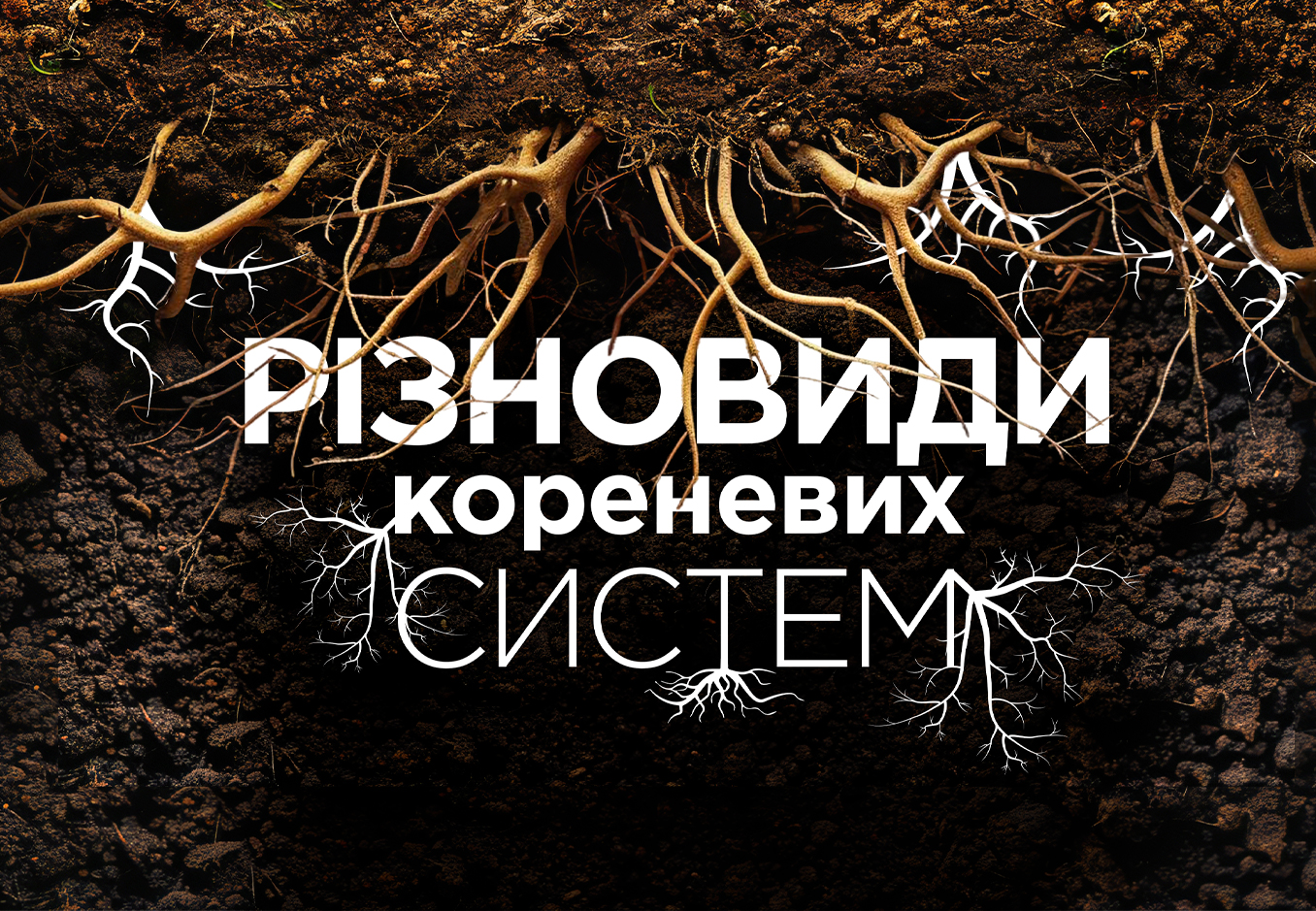 Коренева система