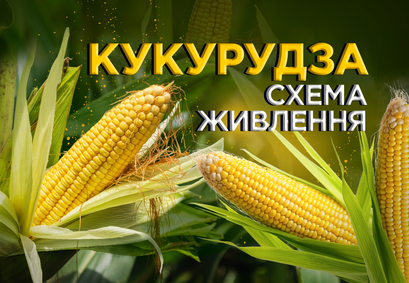 схема живлення кукурудзи