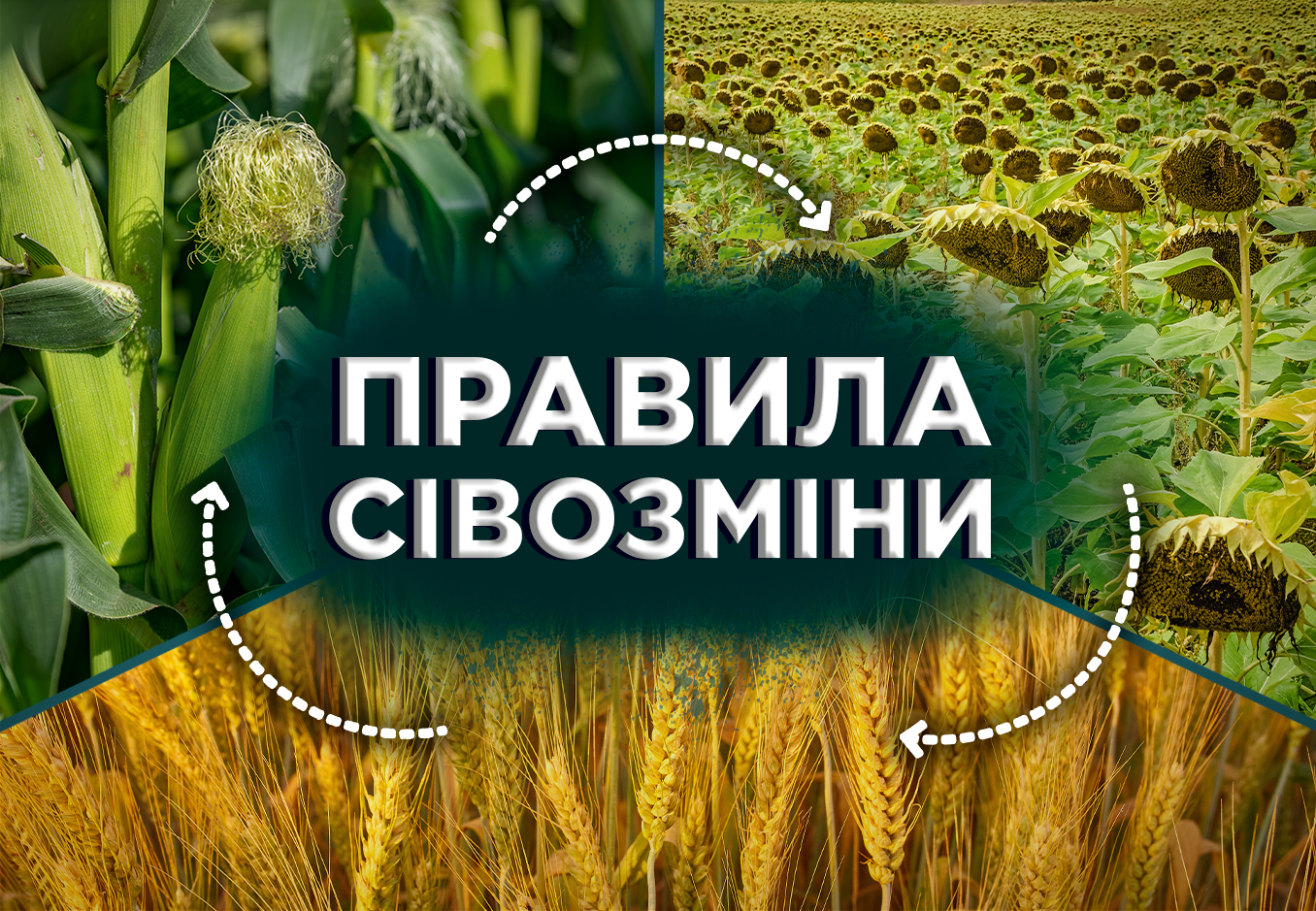 Сівозміна