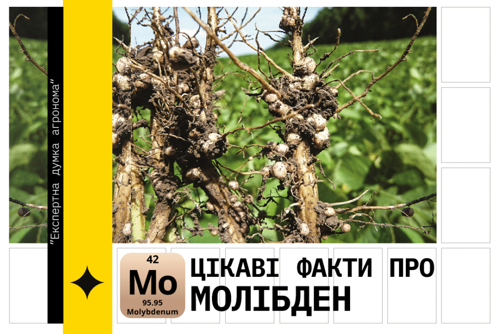 молібден