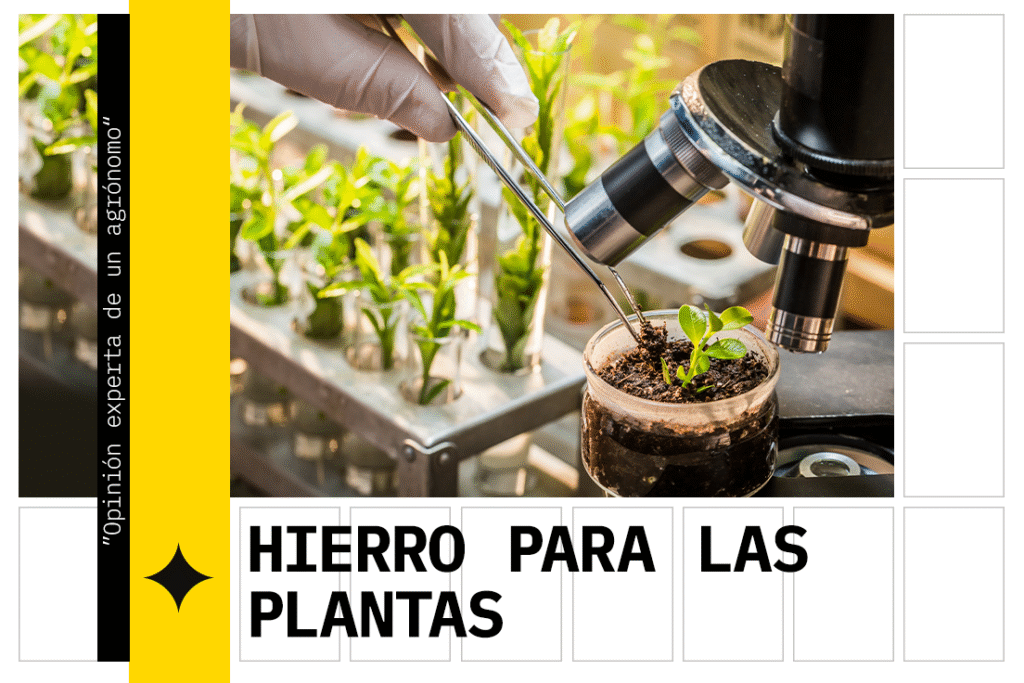 hierro