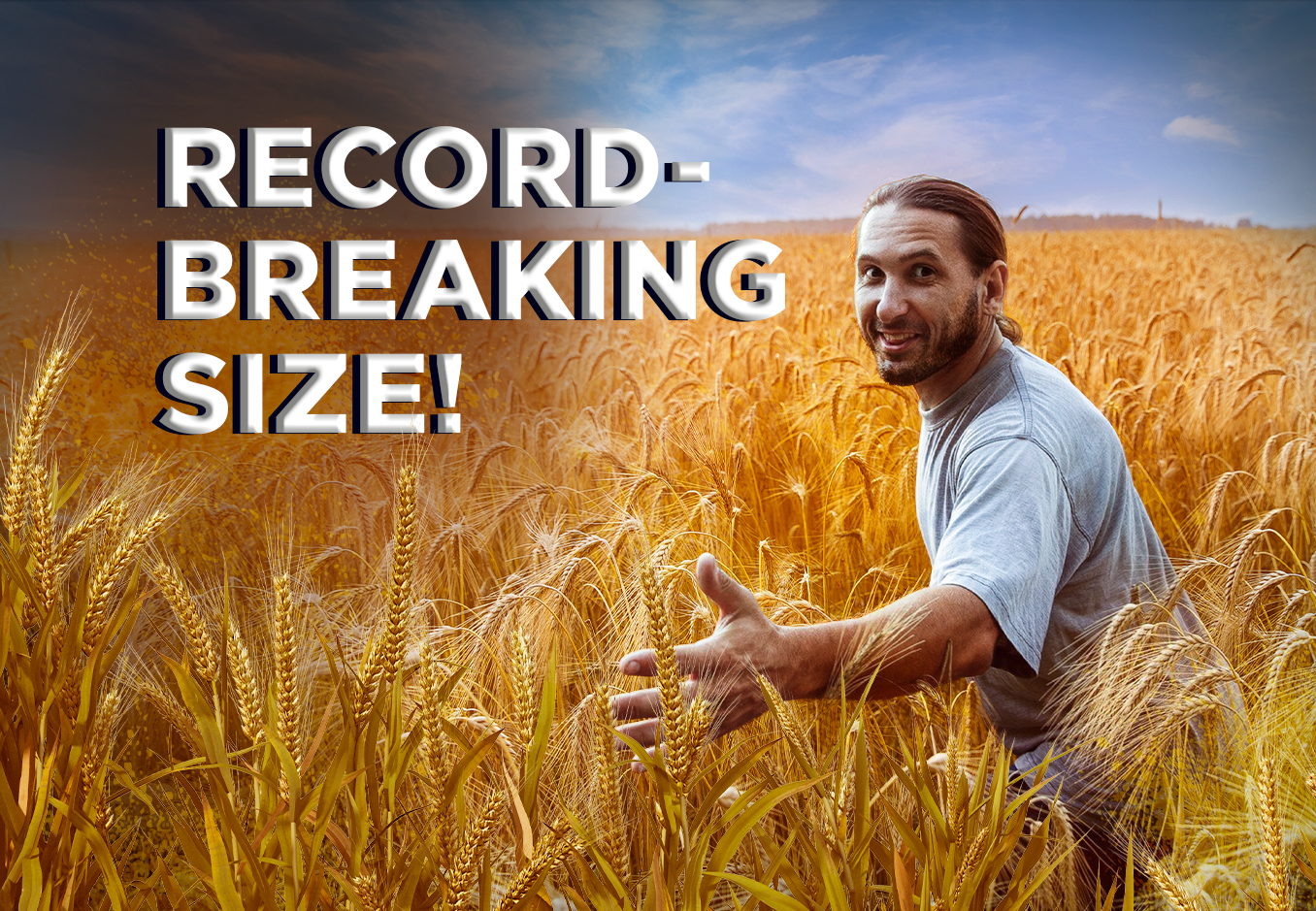 wheat cultivation