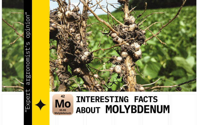 molybdenum