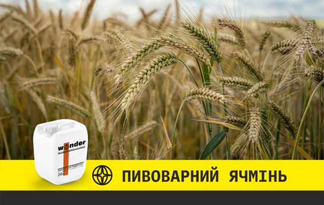 Пивоварний ячмінь дослід