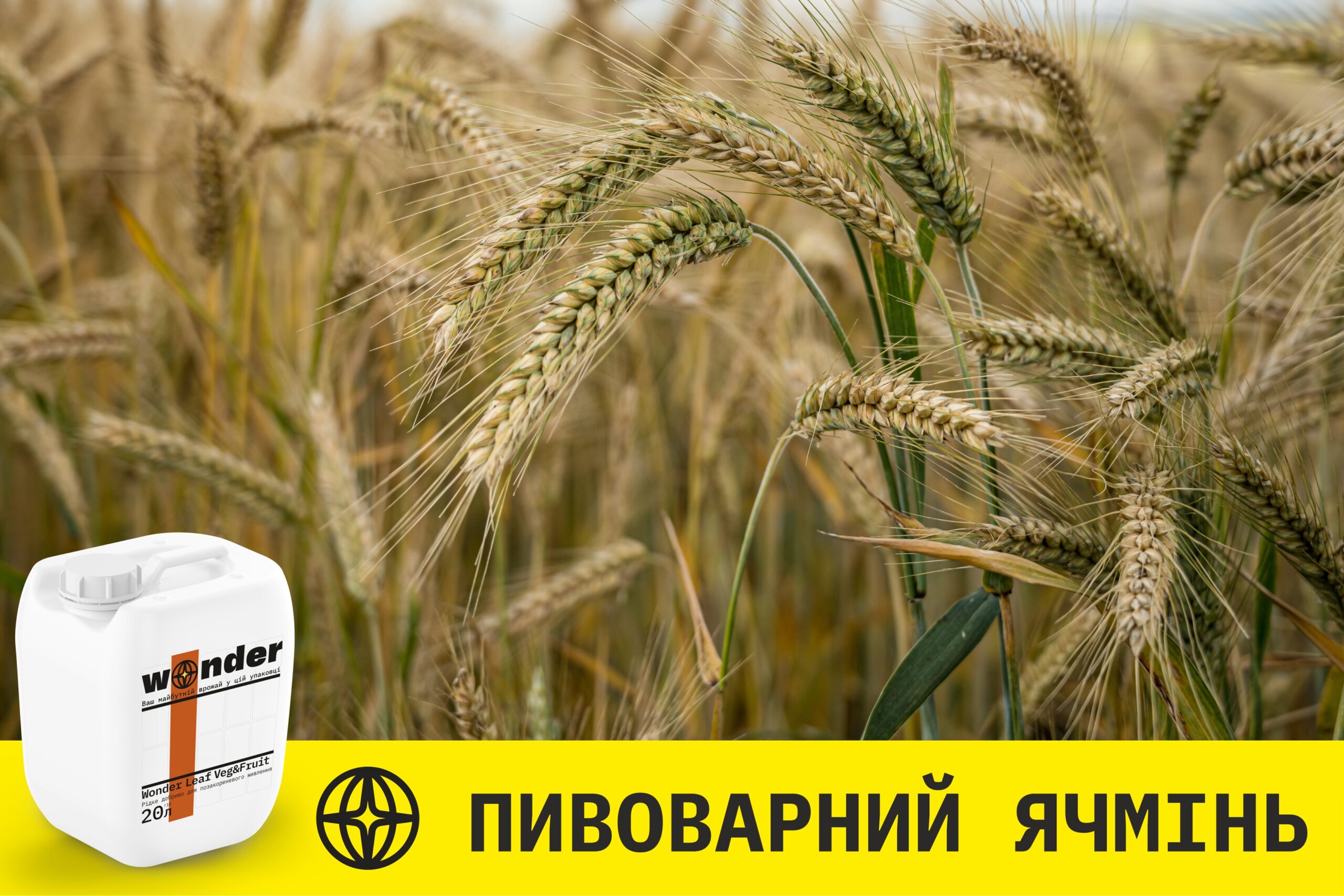 Пивоварний ячмінь дослід