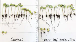 The result of seed treatment with Wonder Leaf Wonder Micro fertilizer