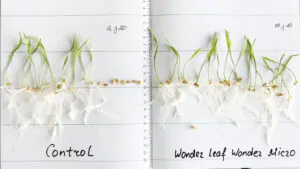 The result of seed treatment with Wonder Leaf Wonder Micro fertilizer