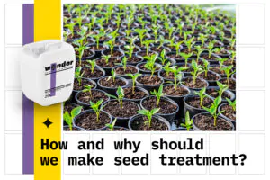 Wonder Leaf Wonder Micro fertilizer at the bottom of pots with plants that have begun to sprout