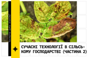 Зображення хворобливого листя рослини