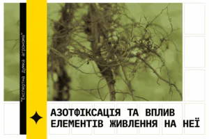 Фото бульбочкових бактерій. Текст - Азотфіксація та вплив елементів живлення на неї