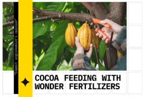 Cocoa feeding with Wonder fertilizers