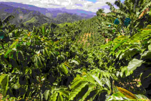 Foliar feeding of coffee