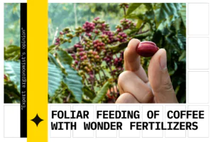 Foliar feeding of coffee with Wonder fertilizers
