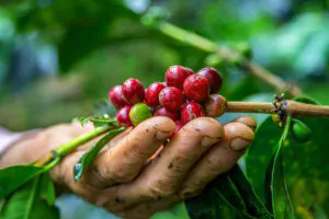 Foliar feeding of coffee