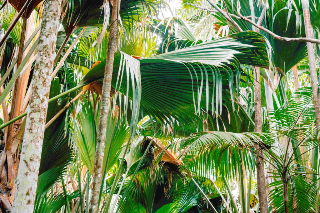 Фото темних лісів