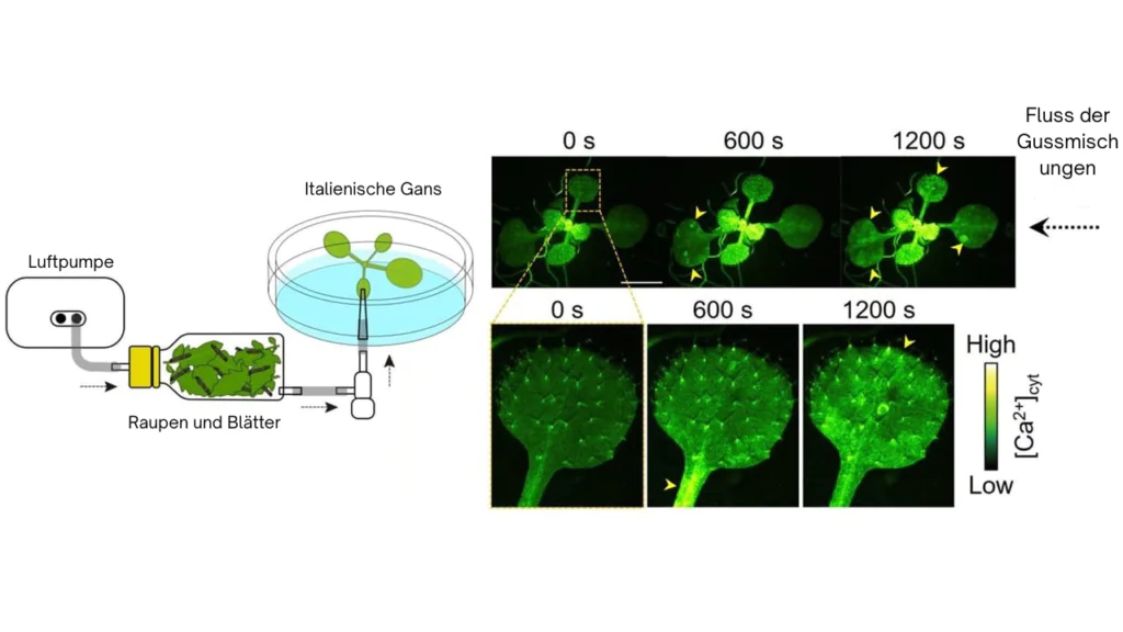 Nährstoffe als Signalmoleküle