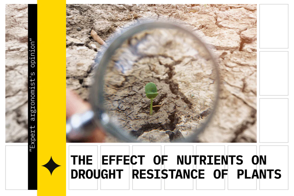 IMPACT OF NUTRIENTS ON PLANT DROUGHT RESISTANCE