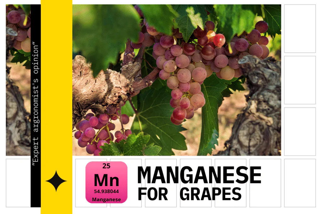 The influence of manganese